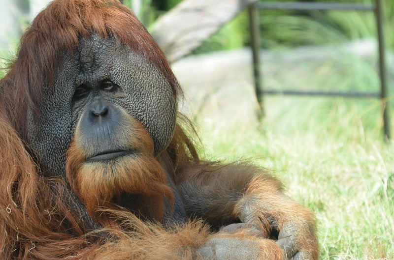 Borneo Rainforest